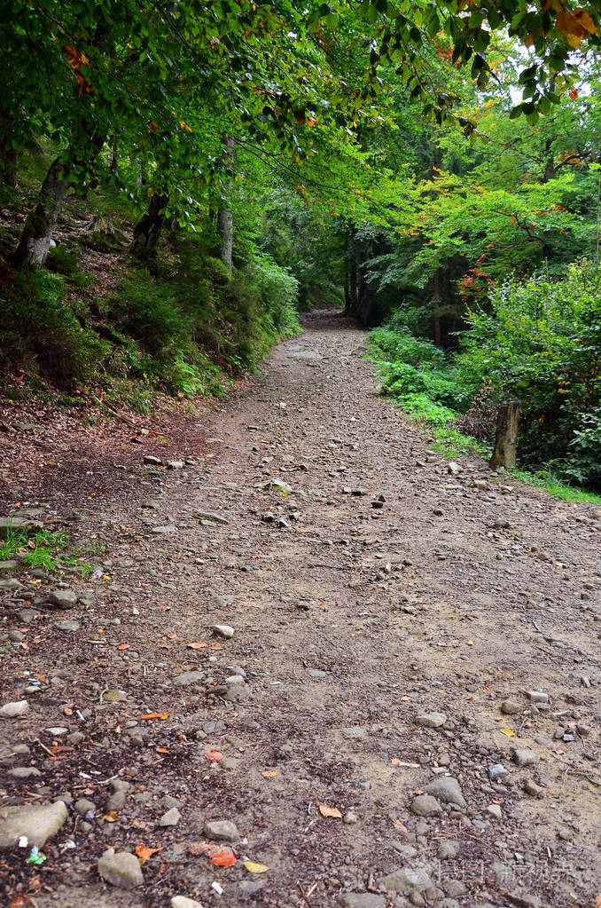 野生森林中的一条小路.秋初森林景观