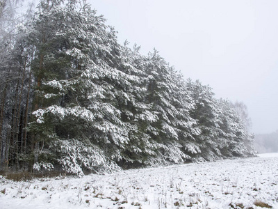 白雪覆盖的大树, 冬日的自然观