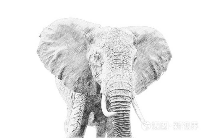 大象.用铅笔素描