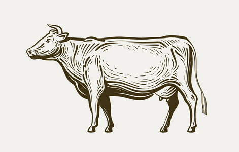 动物的牛肉牛站,查看配置文件.农场动物, 牛肉, 牛奶.素描矢量图照片