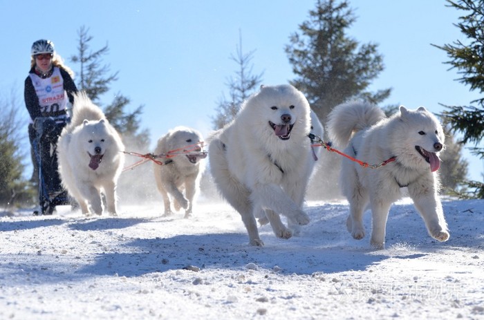 赶狗拉雪橇的人