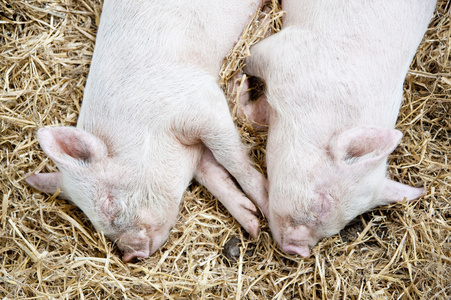 睡觉的小猪猪在稻草上睡觉野猪苏斯克鲁法睡觉在太阳下睡觉的懒胖猪