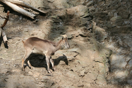 岩羚羊产于欧洲和西亚地区的小羚羊 羚羊皮 麂皮 擦拭用的软皮图片