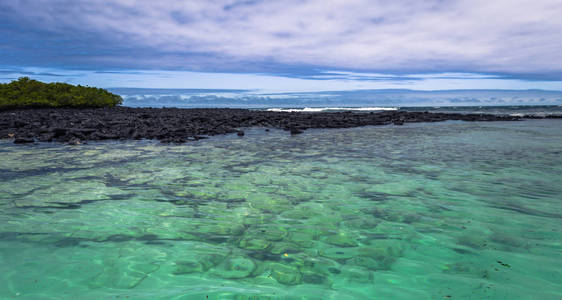 圣克鲁兹岛，加拉巴哥群岛厄瓜多尔加拉帕格斯群岛2017 年 8 月 23 日 海岸海龟湾