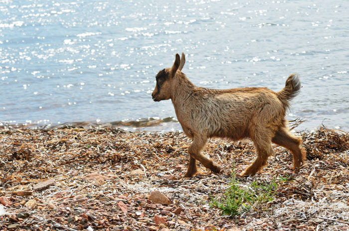 在日本海岸边的赤褐色山羊照片-正版商用图片03j12b-摄图新视界