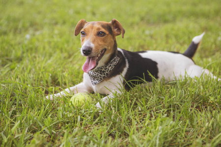 可爱的快乐微笑杰克罗素狗躺在公园的草地上。夏天温暖的天