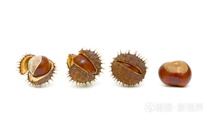 有种子豆荚的栗子