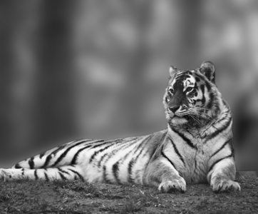美丽的老虎形象在黑黑的草地上放松