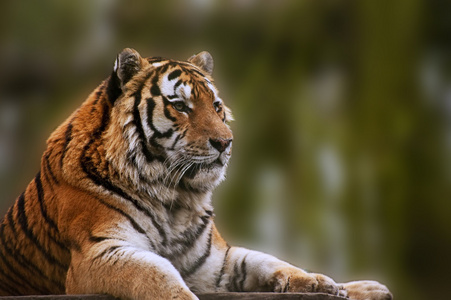令人叹为观止的特写照片，老虎在温暖的一天放松
