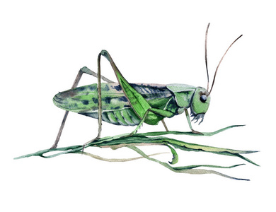 蚱蜢涂鸦图片