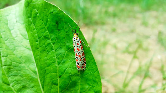 青叶奴才, utetheisa pulchella 蛾