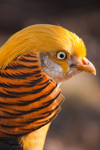 背景上被隔离肖像雉黄金雄性金鸡又称中国野鸡或大黄蜂,被称为野鸟