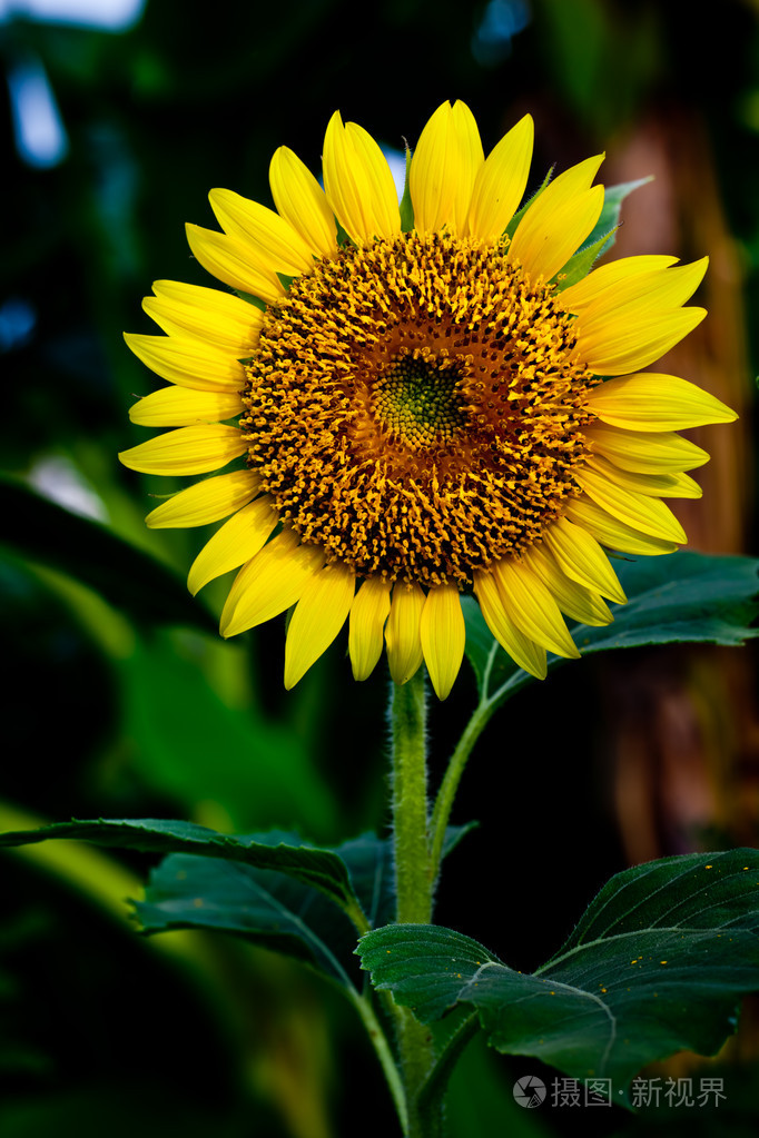 向日葵葵花籽向日葵色jpg