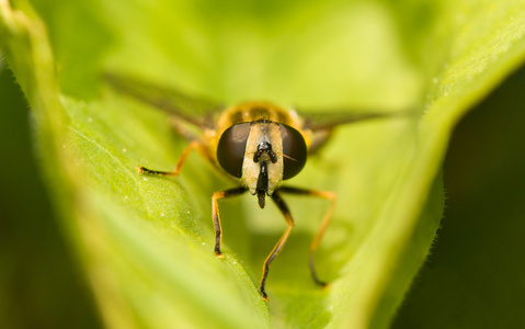 半月板Helophilus pendulus