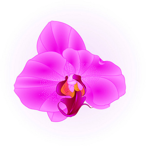 兰花蝴蝶兰特写紫色美丽的花隔离复古矢量插画可编辑手画