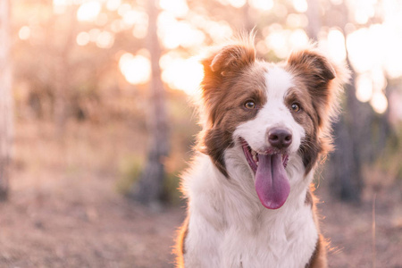 边境牧羊犬在秋季森林漫步