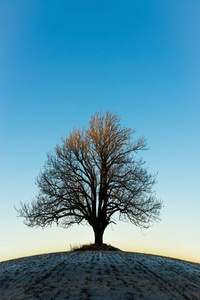 夕阳下的孤寂的冬树