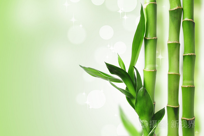 绿竹背景照片 正版商用图片03jbln 摄图新视界