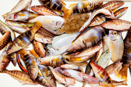 地中海鱼的渔获量