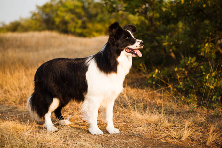 边境牧羊犬在秋季森林漫步