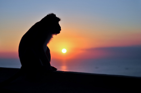 日落时分坐着的猴子剪影