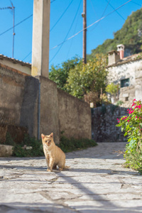 生姜猫坐在街上照片 正版商用图片03jdy2 摄图新视界