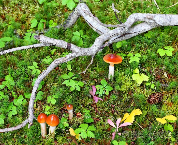 林底的蘑菇和苔藓