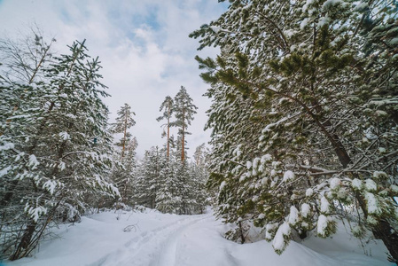 在雪地里的针叶树