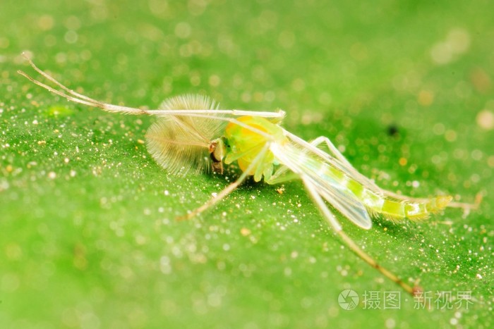 绿色蚊子照片-正版商用图片03jfzb-摄图新视界