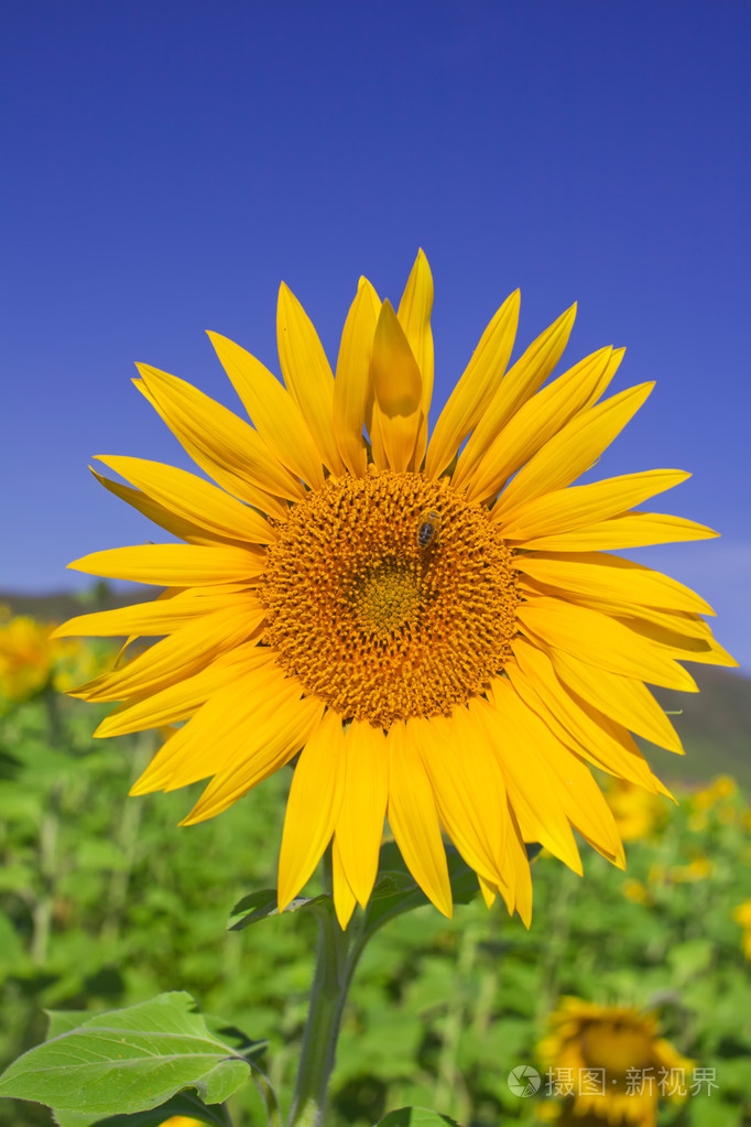 向日葵,葵花( sunflower的名词复数 )照片-正版商用图片03jgs4-摄图新
