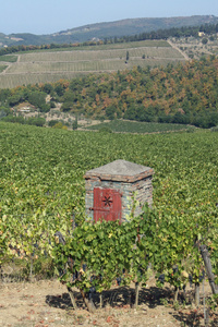 山上有许多葡萄的葡萄园