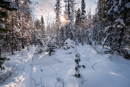 在西伯利亚的冬季森林