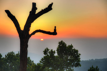 在印度贾坎德邦 Netarhat 的一棵艺术树上戏剧性的五彩缤纷的日落