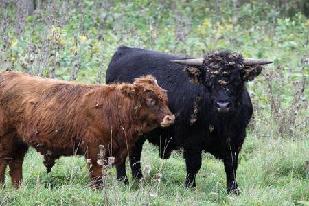 原产苏格兰的高原牛