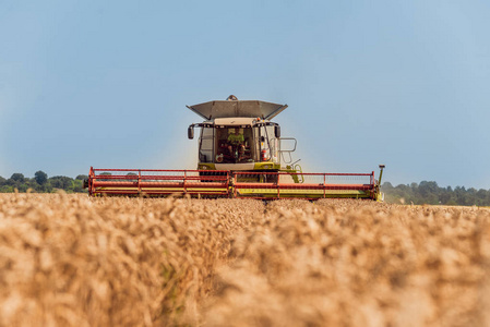 联合收割机在麦田里的作用。从田间采集成熟作物的过程