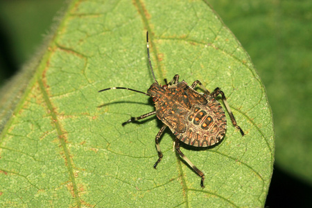 散发恶臭的昆虫(如蝽,盾蝽,南瓜缘蝽等) 蝽象照片