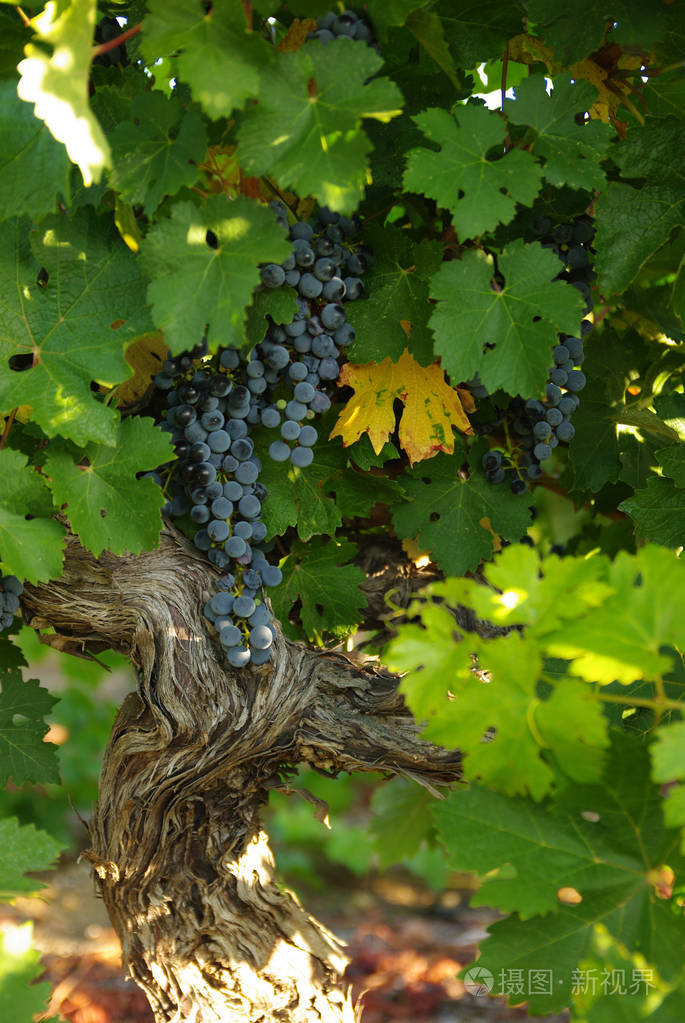 葡萄藤蔓