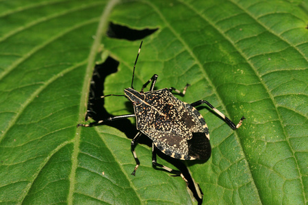 益虫散发恶臭的昆虫(如蝽,盾蝽,南瓜缘蝽等) 蝽象照片