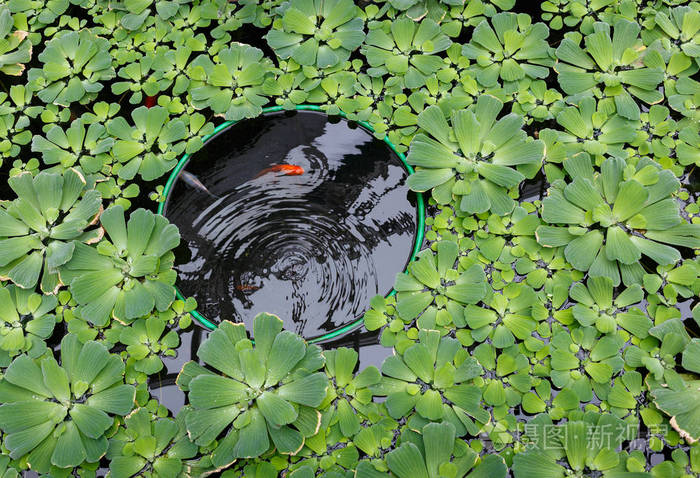 在一个池塘里的红鲤鱼
