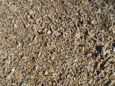 贝壳仍然是珊瑚小石头和沙子