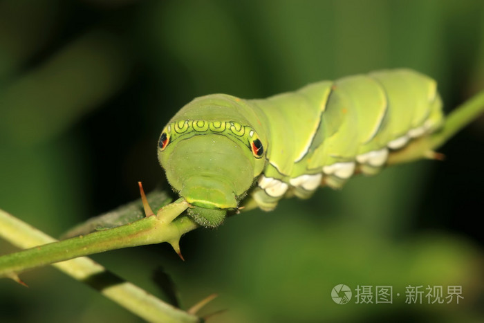 昆虫insect的名词复数虫类