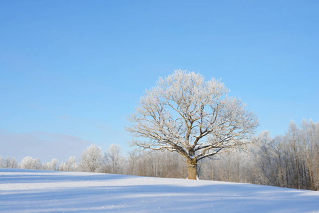 snowcovered 田野上的橡树