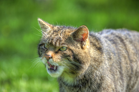 苏格兰野猫捕捉角色和e的奇妙特写