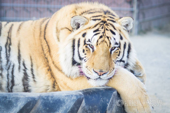 大成年姜老虎躺在动物园的轮胎上睡觉