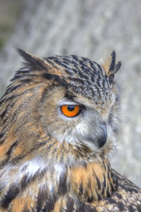 极好的欧洲鹰猫头鹰，明亮的橙色眼睛，一只漂亮的眼睛
