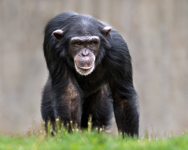黑猩猩肖像 Xxxii