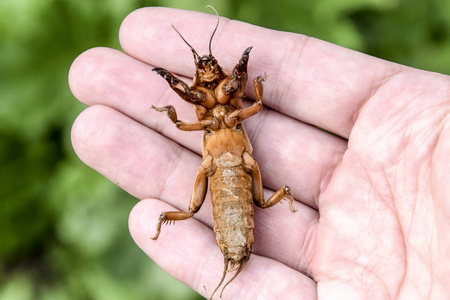 蝼蛄蝼蛄在一个人的手掌上。园林害虫