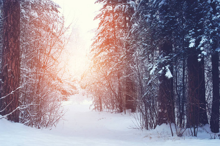 一个晴朗的天冬林