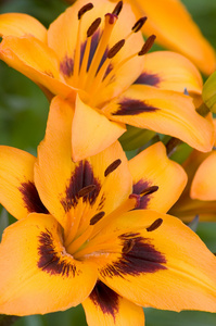 橙色百合花照片