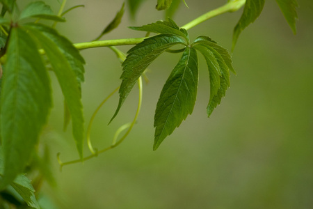 葡萄叶片grape leaf的复数